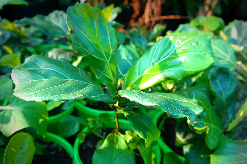 Lakeside Plants & Nursery