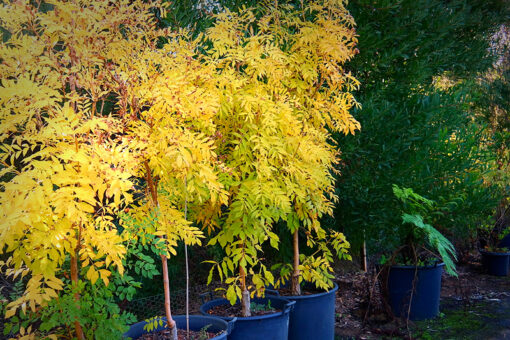 Fraxinus excelsior aurea