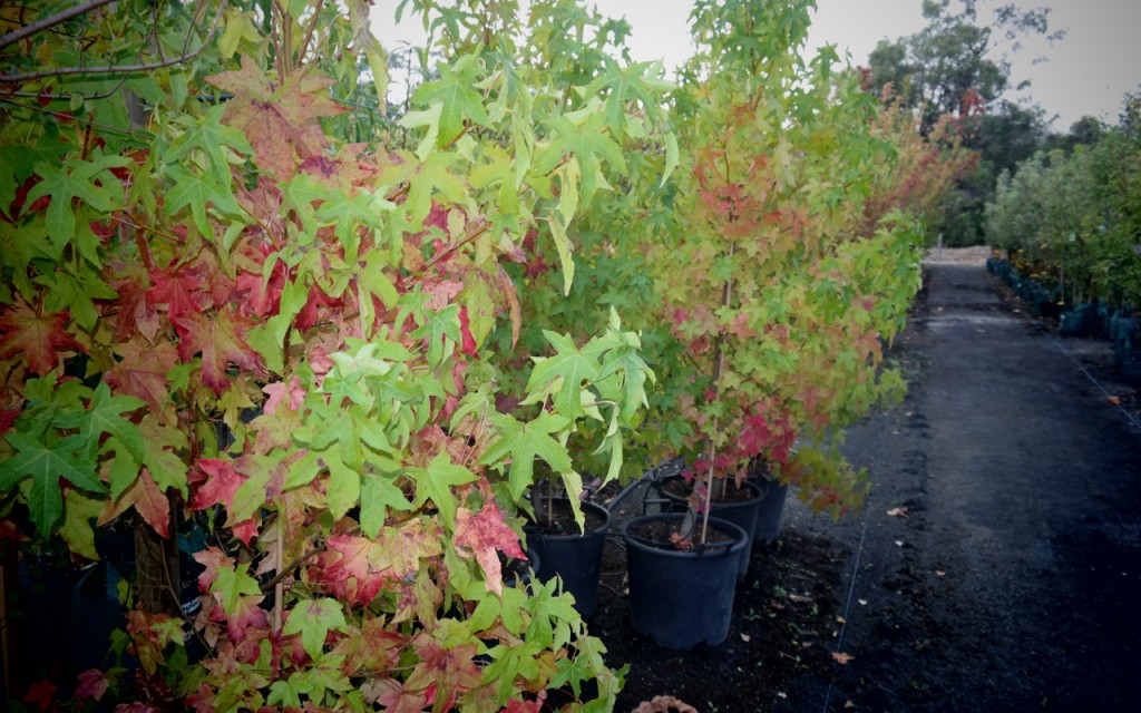 Lakeside Plants & Nursery