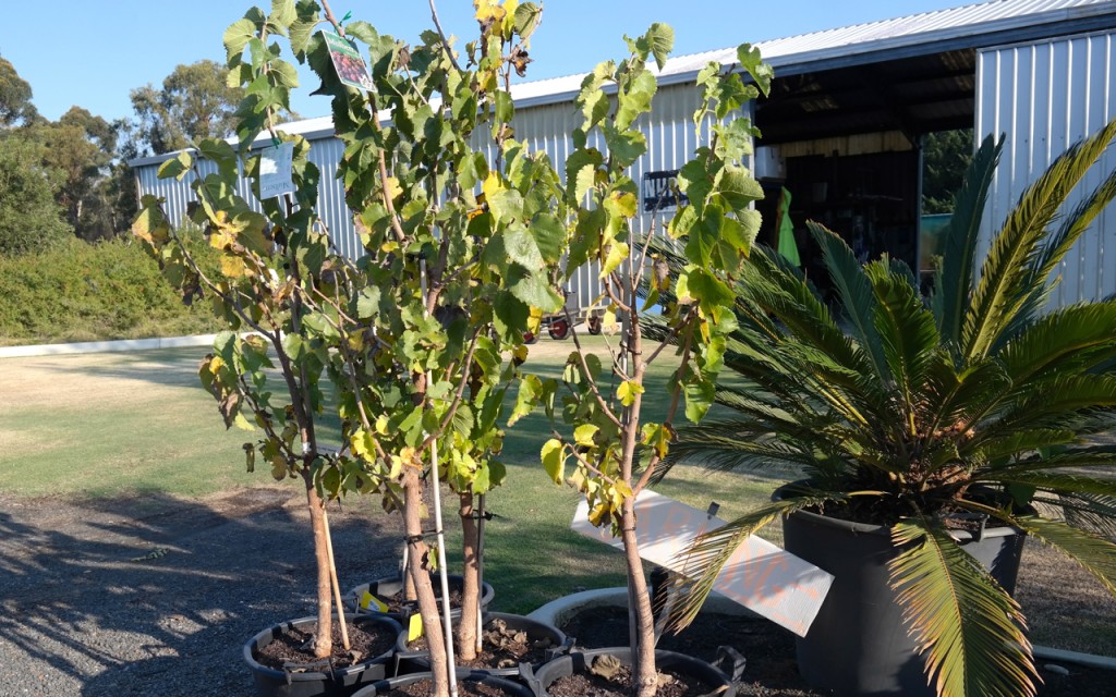 Lakeside Plants & Nursery