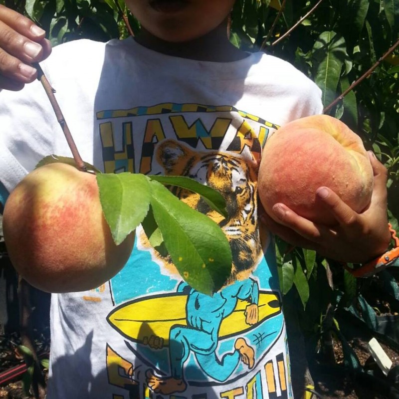 goldenqueenpeaches Lakeside Plants & Nursery