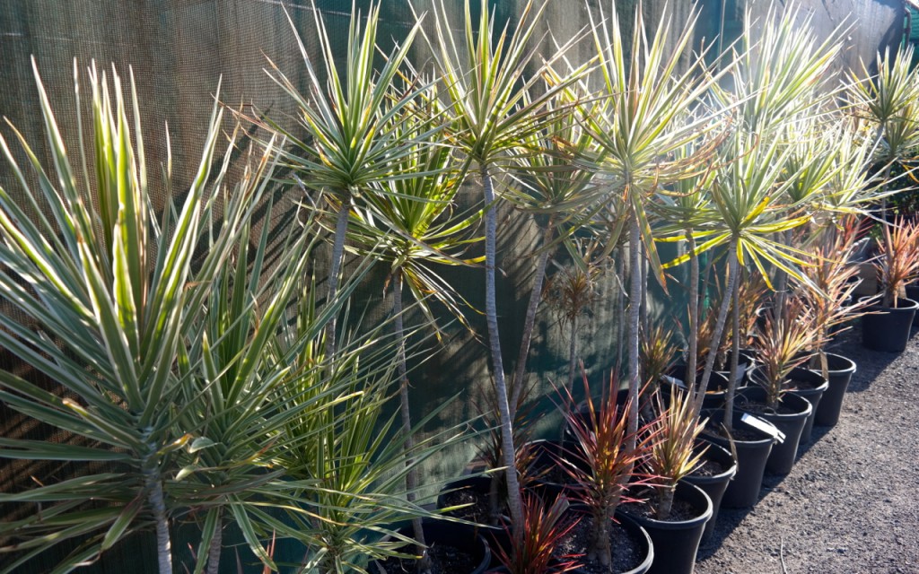 Lakeside Plants & Nursery