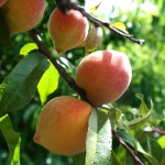 peach tree fruit