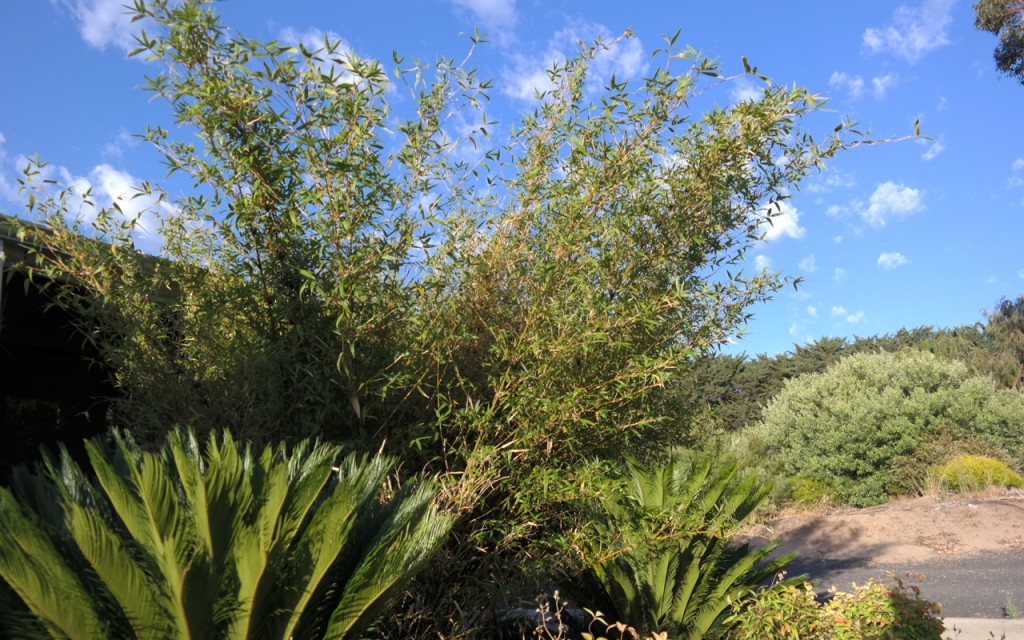 Lakeside Plants & Nursery