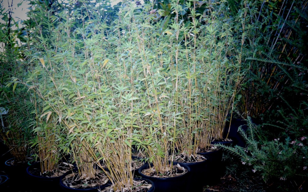 Lakeside Plants & Nursery