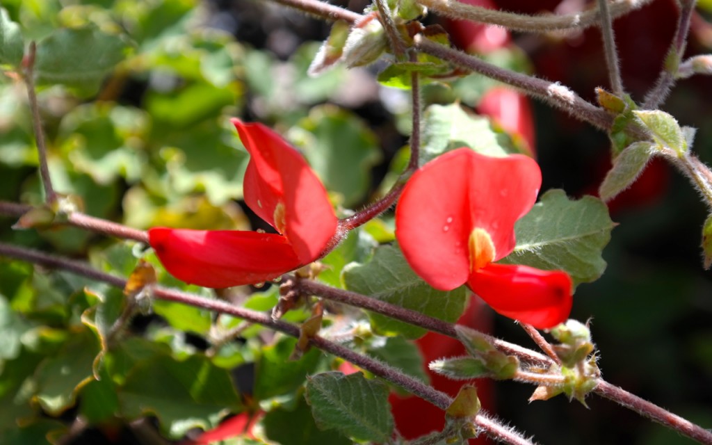 Lakeside Plants & Nursery