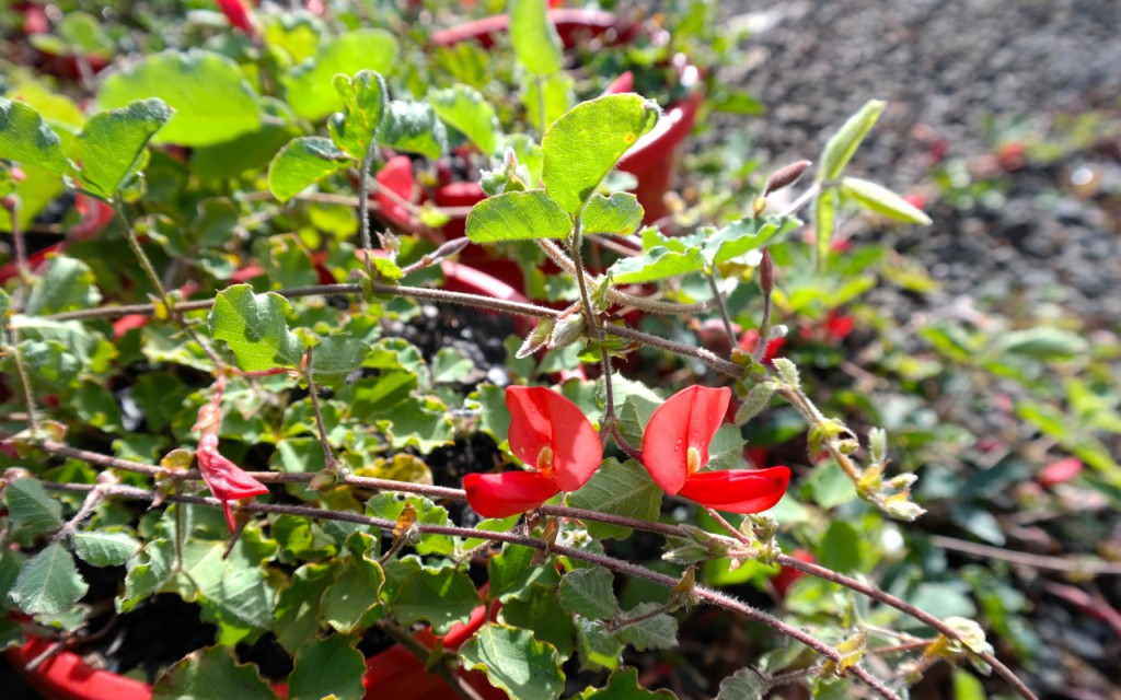 Lakeside Plants & Nursery