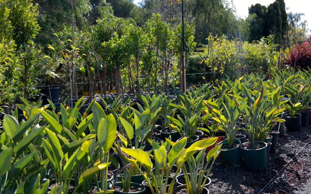 Lakeside Plants & Nursery