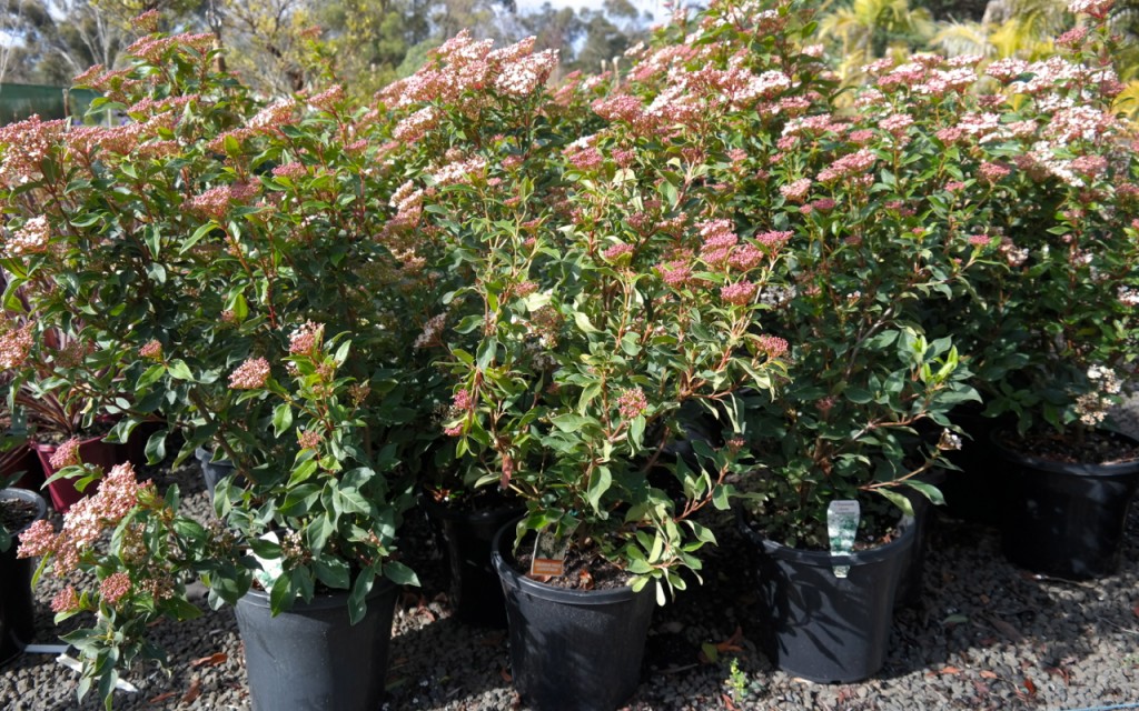 Lakeside Plants & Nursery