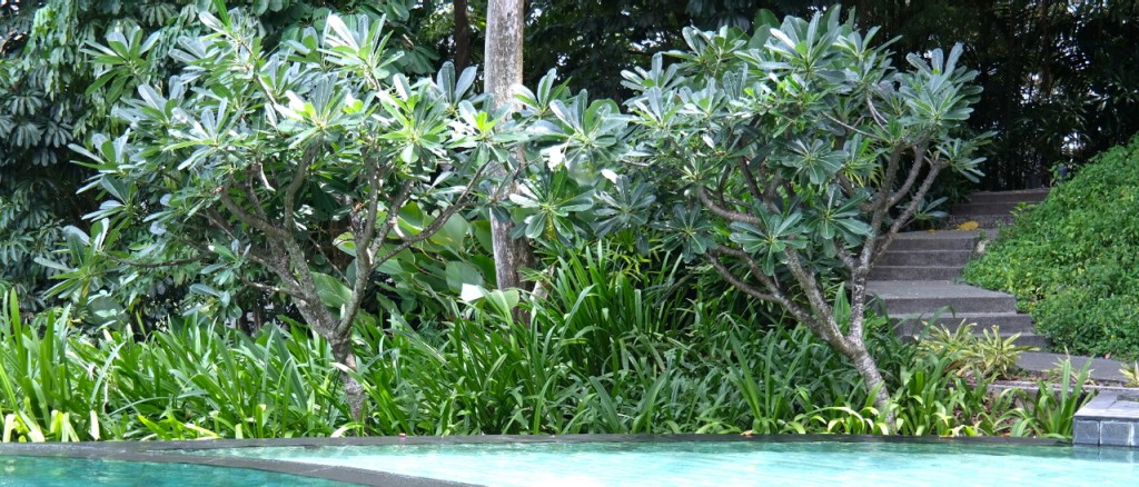 Lakeside Plants & Nursery