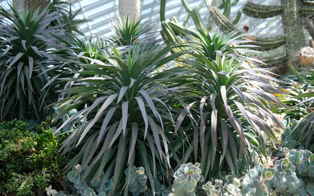 Lakeside Plants & Nursery