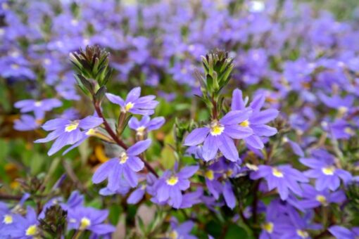 scaevola mauve clusters