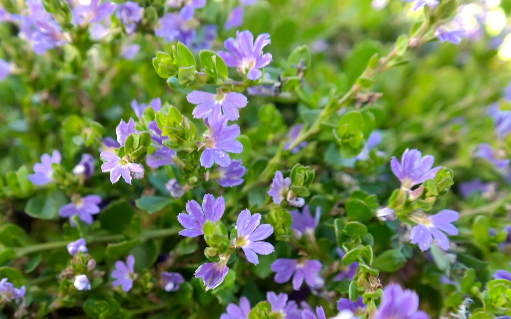 Lakeside Plants & Nursery