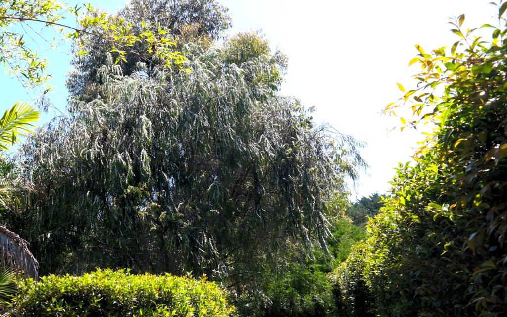 Lakeside Plants & Nursery
