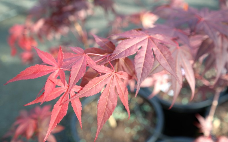 Japanese Maple Red