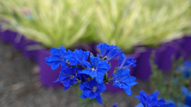 Lakeside Plants & Nursery