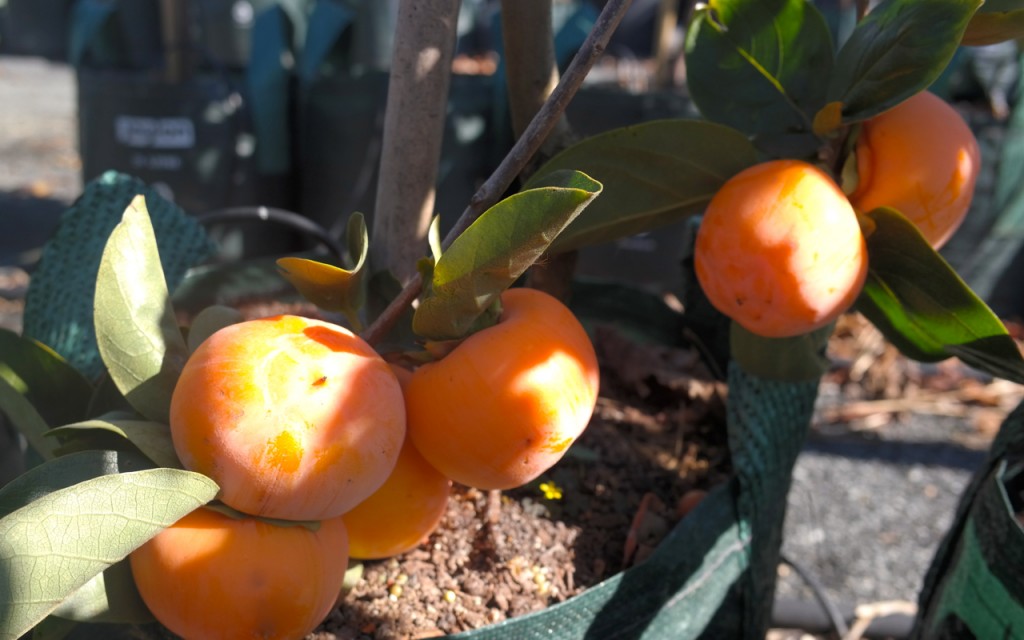 Lakeside Plants & Nursery