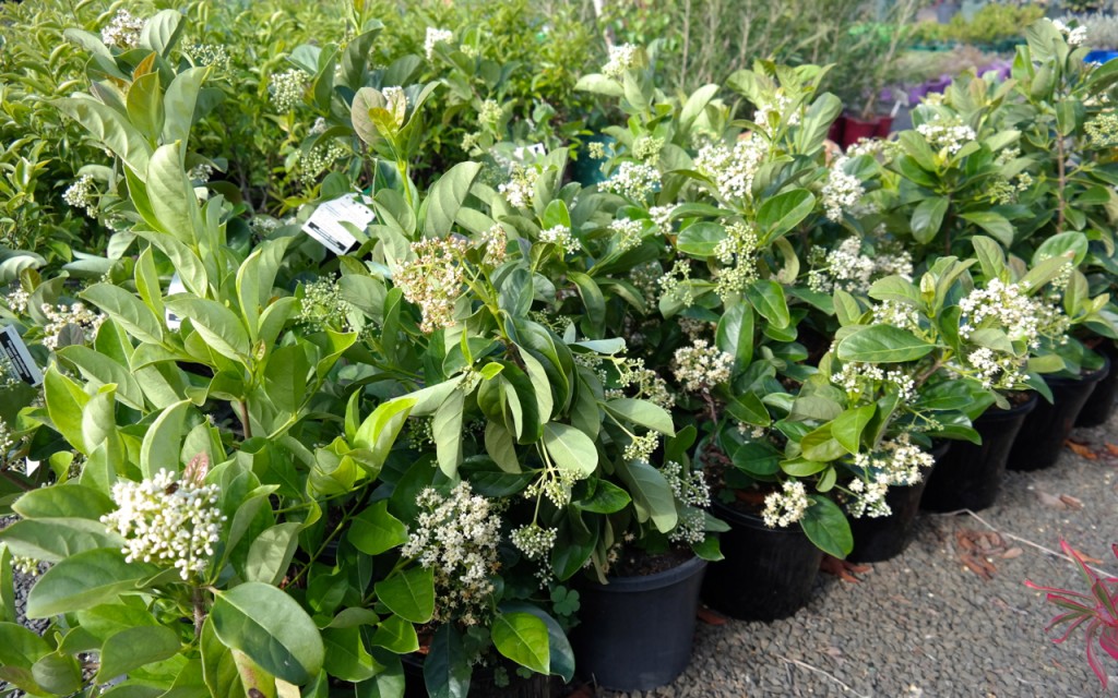 Lakeside Plants & Nursery