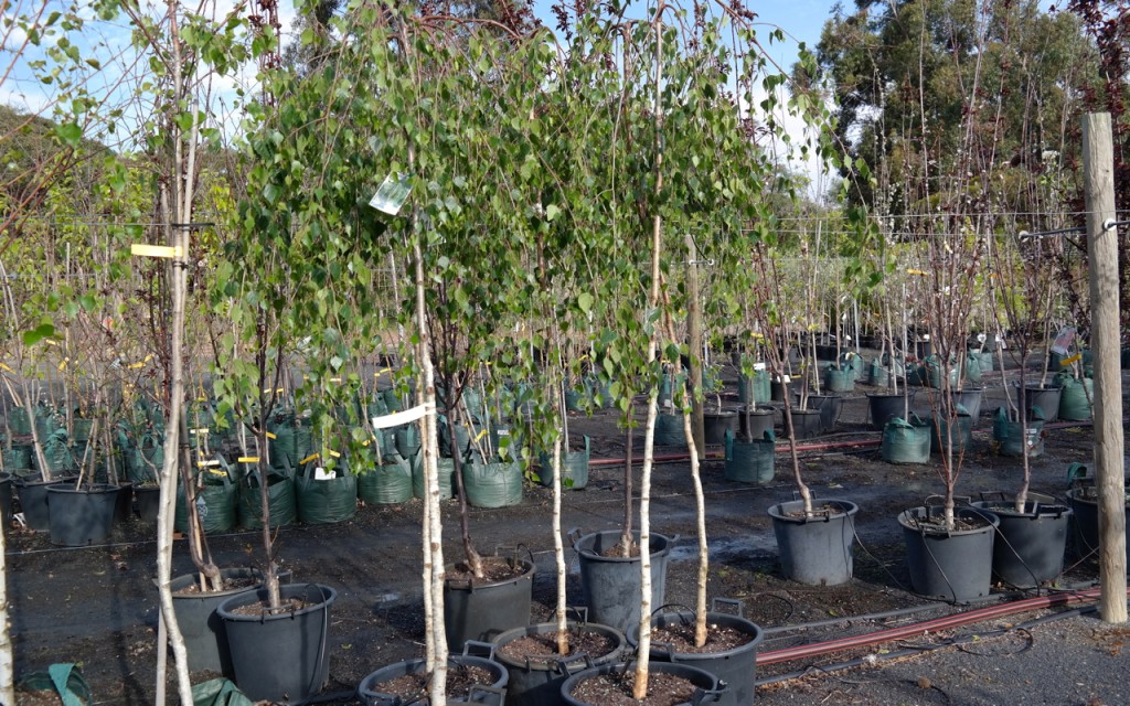 Lakeside Plants & Nursery