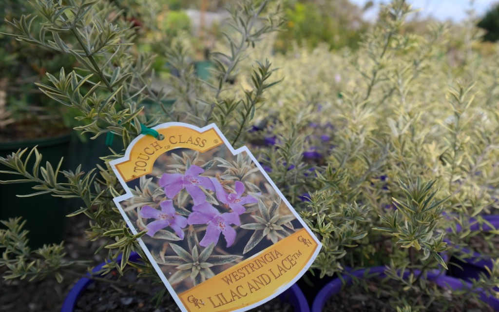Lakeside Plants & Nursery