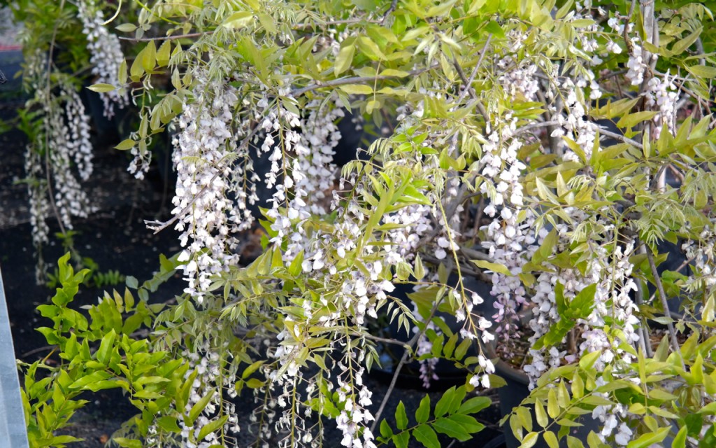 Lakeside Plants & Nursery
