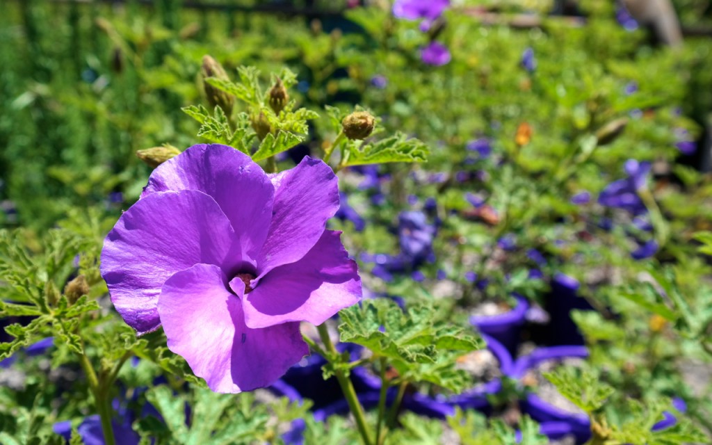 Lakeside Plants & Nursery