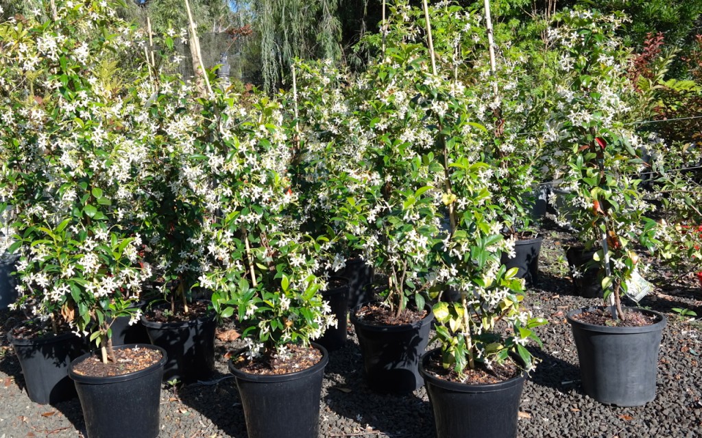 Lakeside Plants & Nursery