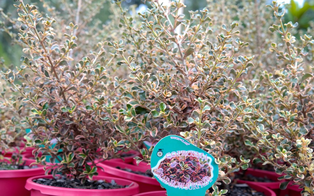 Lakeside Plants & Nursery