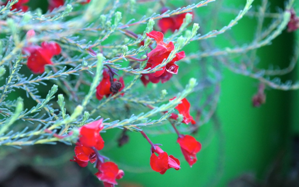 Lakeside Plants & Nursery