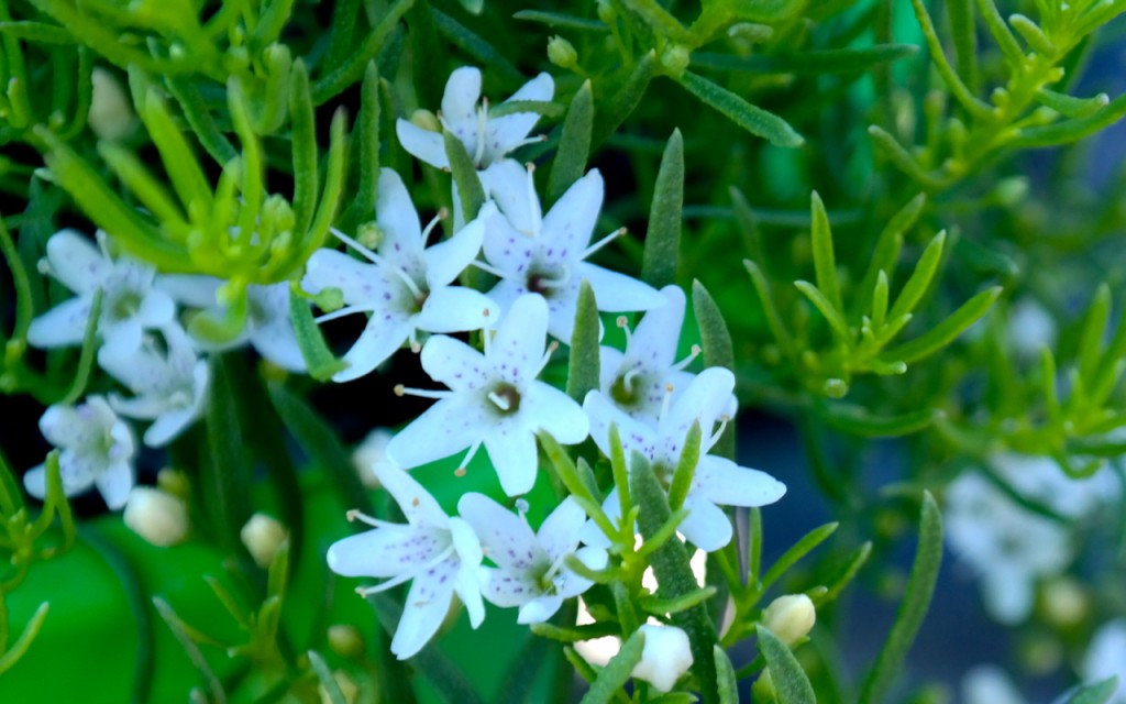 Lakeside Plants & Nursery