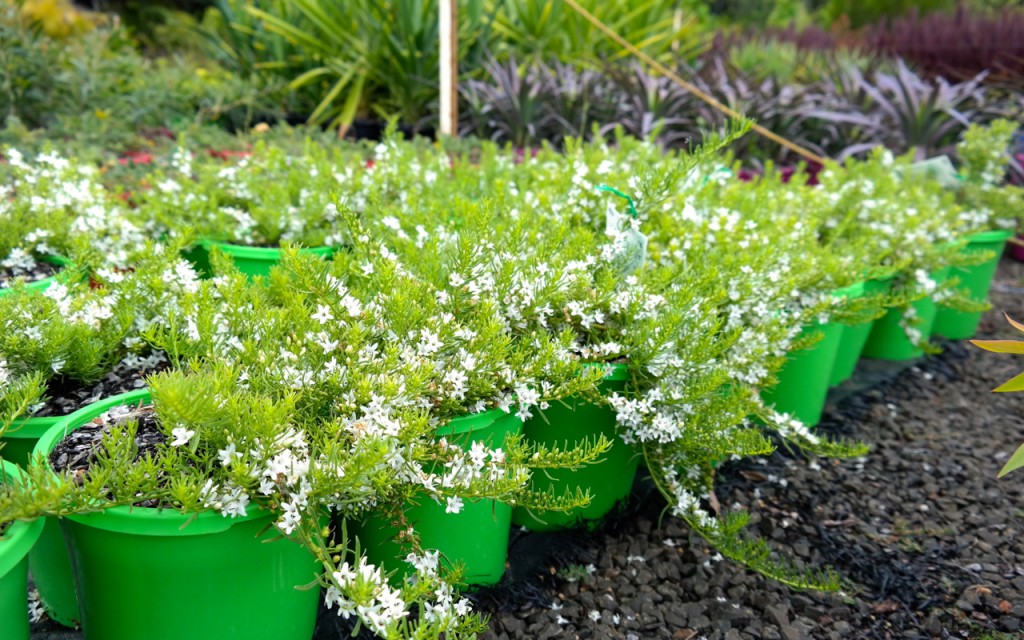 Lakeside Plants & Nursery