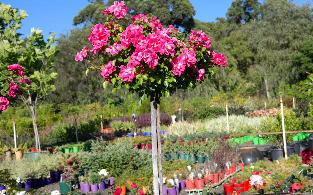Lakeside Plants & Nursery