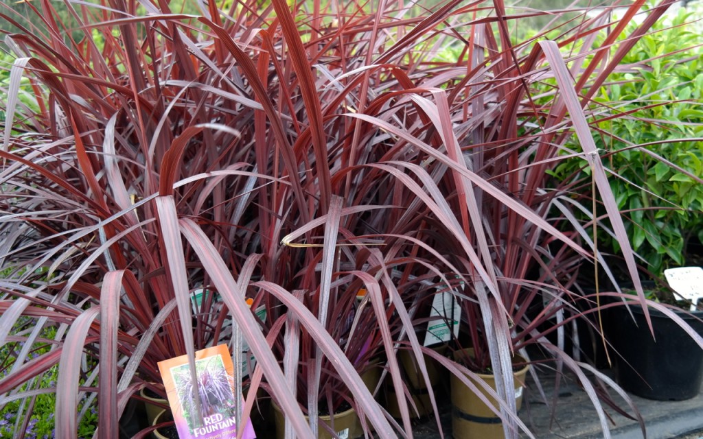 Lakeside Plants & Nursery