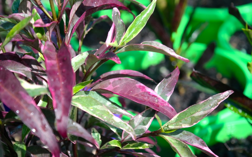 Lakeside Plants & Nursery