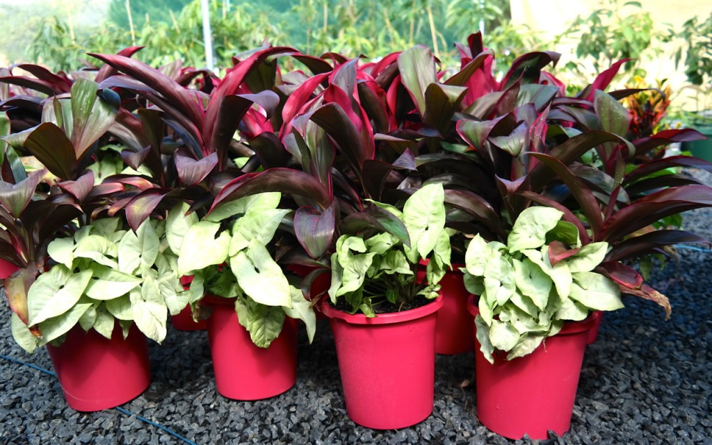 Lakeside Plants & Nursery