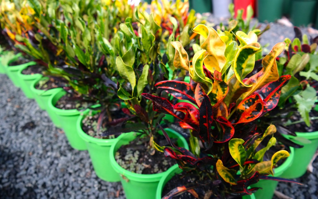 Lakeside Plants & Nursery