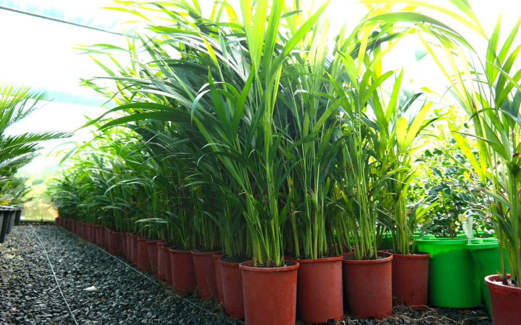 Lakeside Plants & Nursery