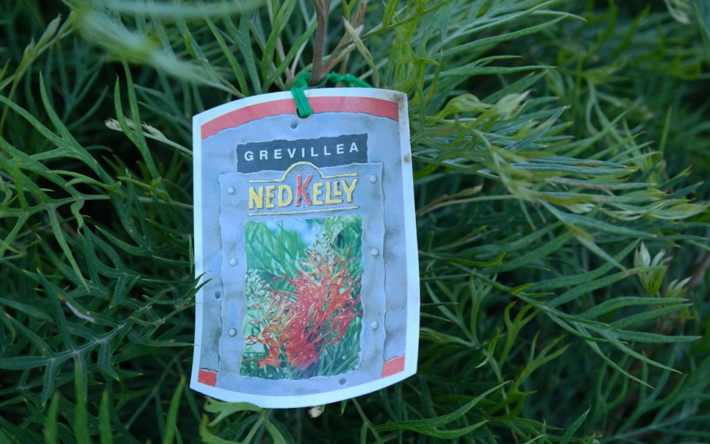 Lakeside Plants & Nursery