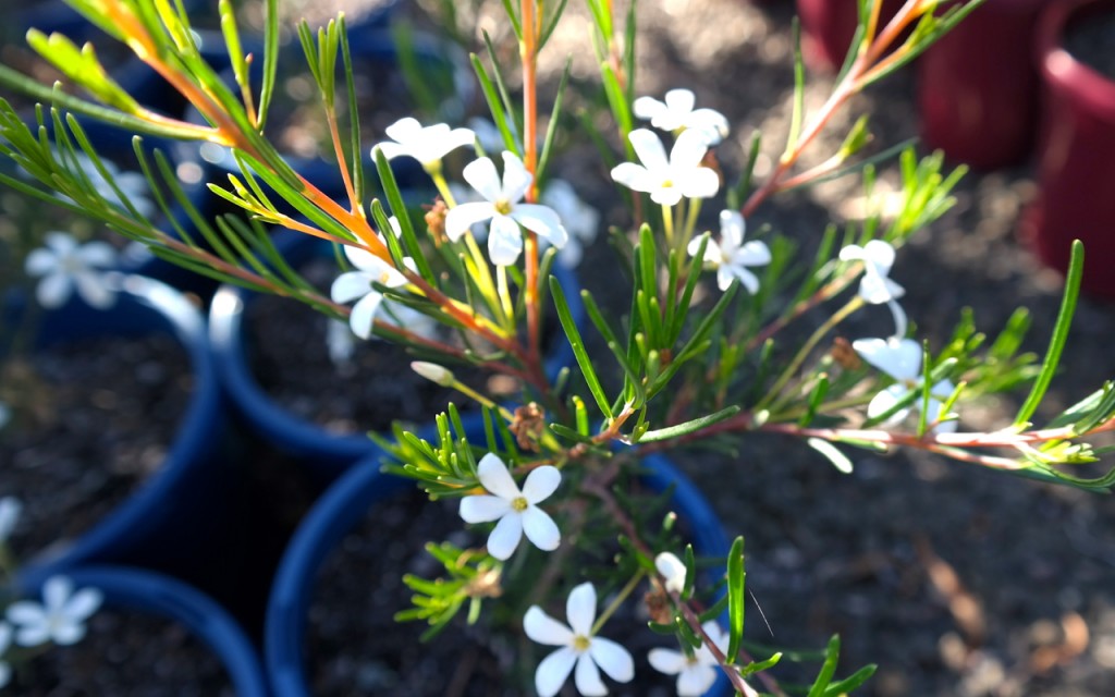Lakeside Plants & Nursery