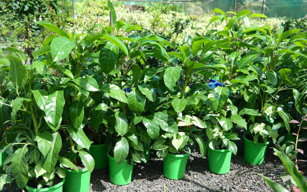 Lakeside Plants & Nursery