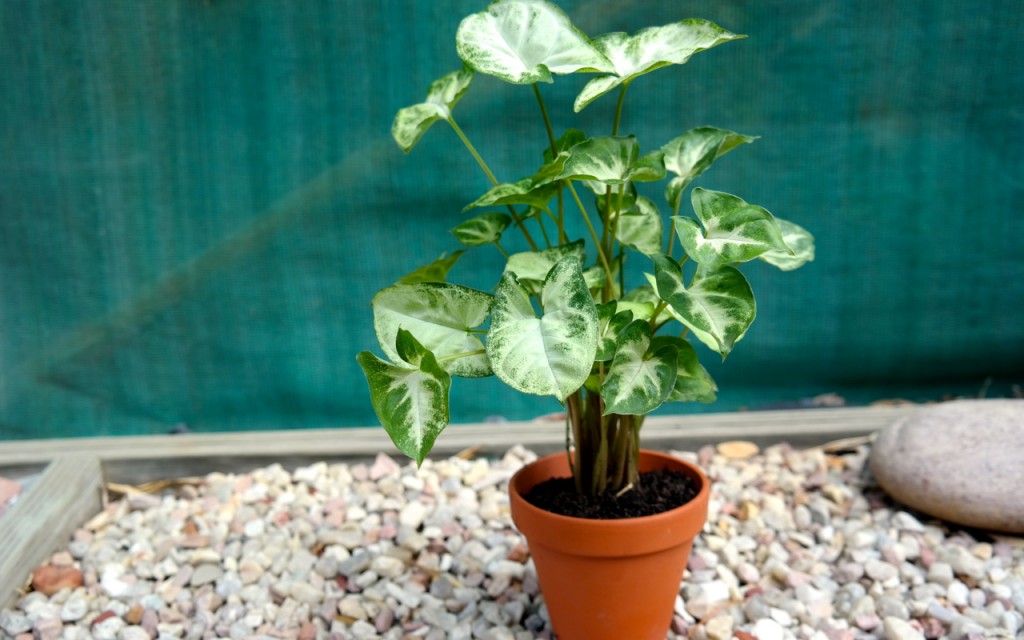 Lakeside Plants & Nursery