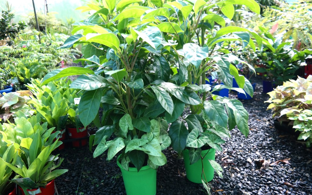 Lakeside Plants & Nursery