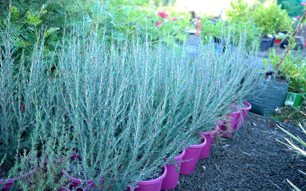 Lakeside Plants & Nursery