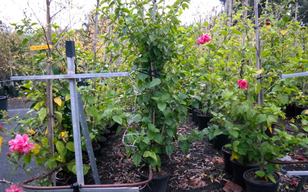 Lakeside Plants & Nursery
