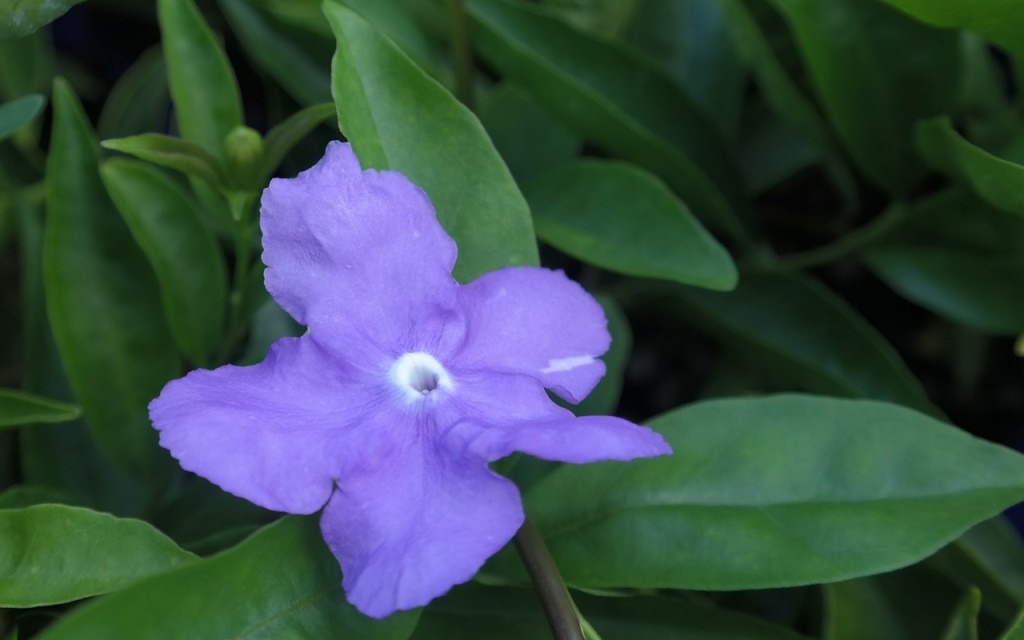 Lakeside Plants & Nursery