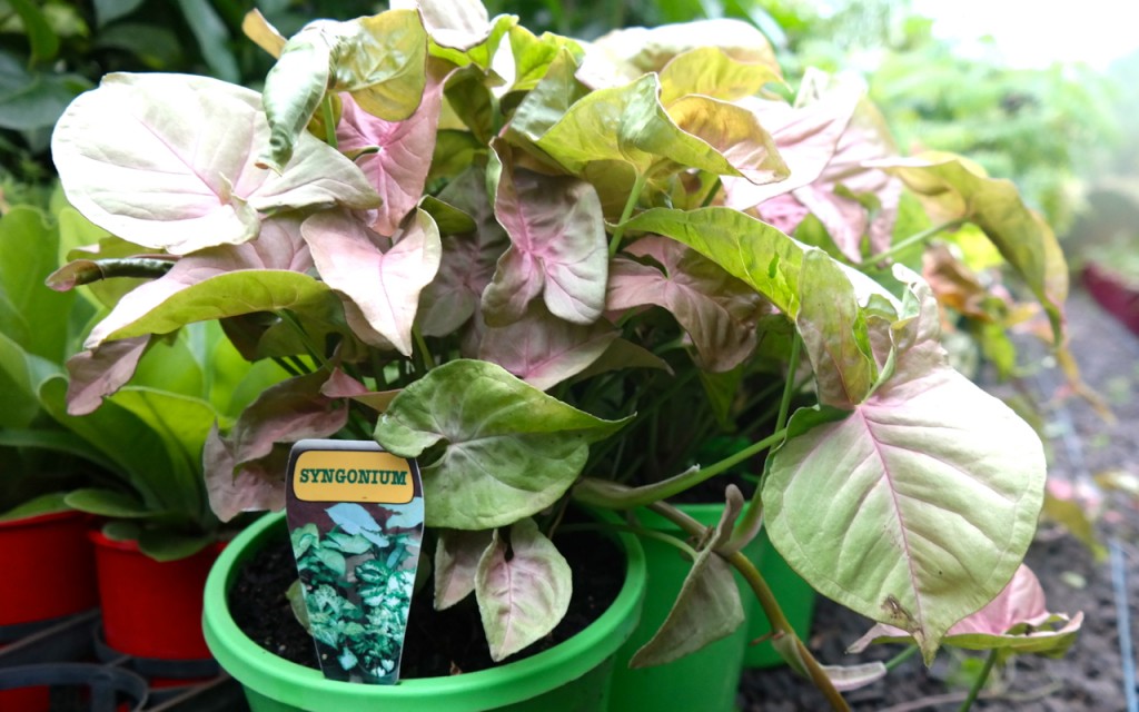 Lakeside Plants & Nursery