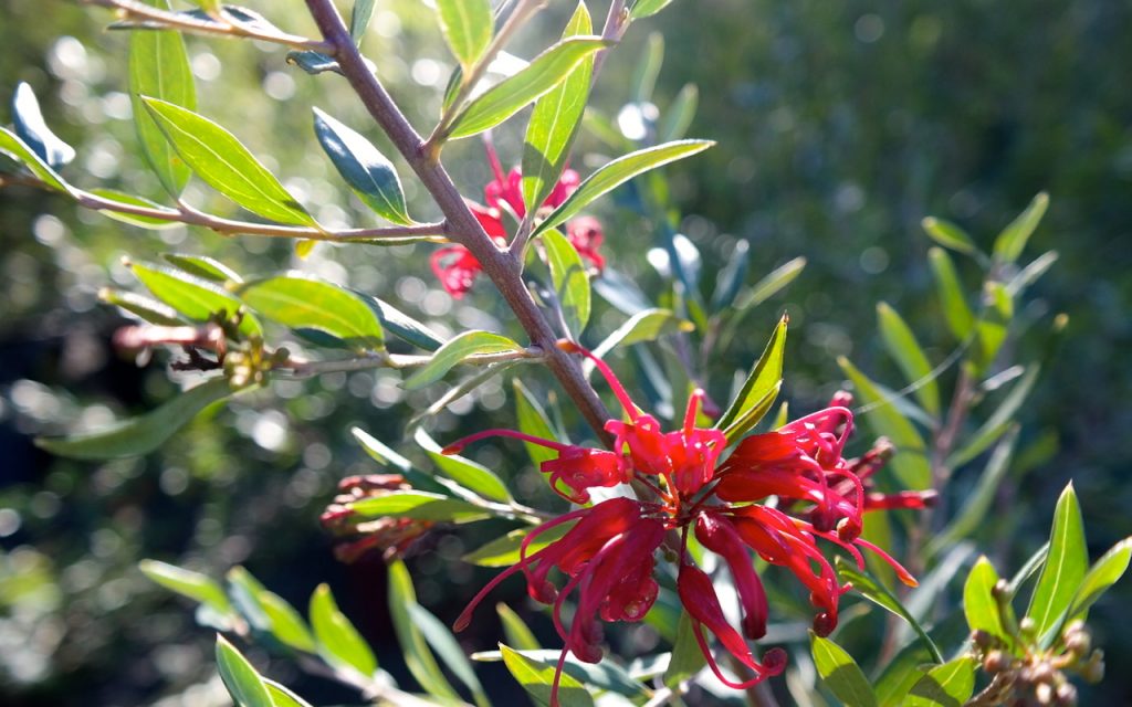 Lakeside Plants & Nursery