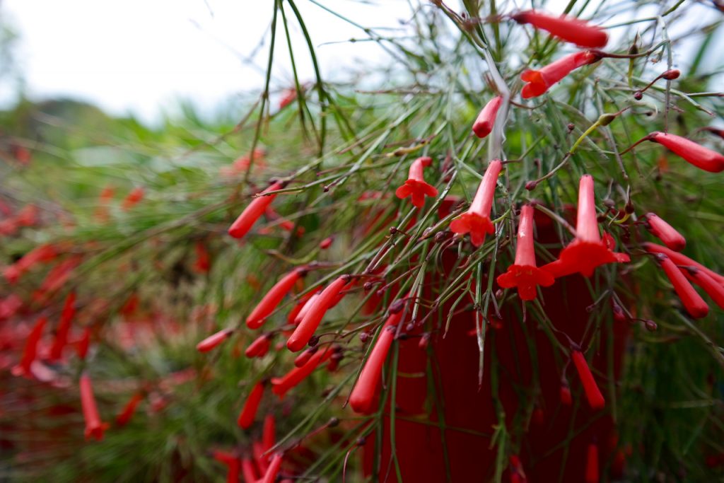 Lakeside Plants & Nursery