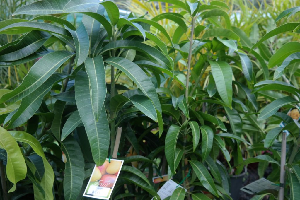 Lakeside Plants & Nursery