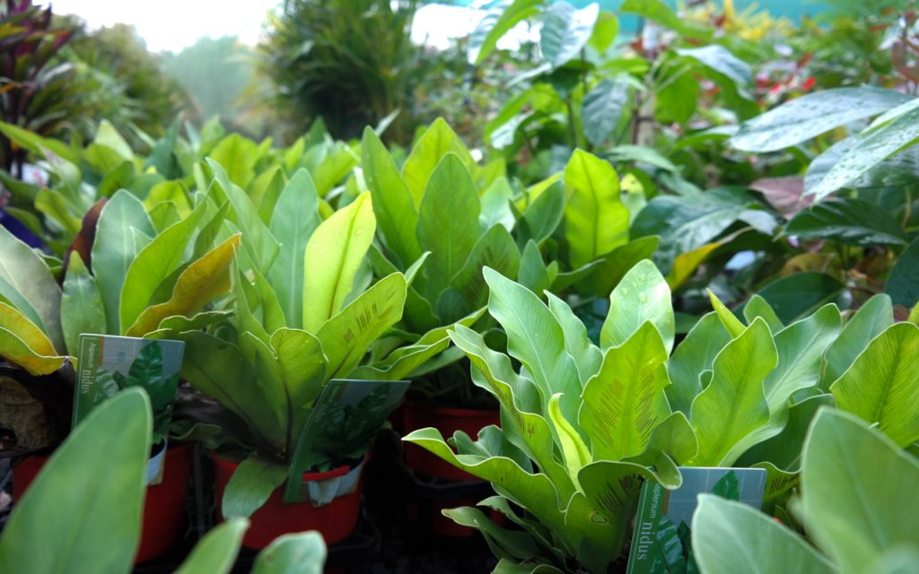 Lakeside Plants & Nursery